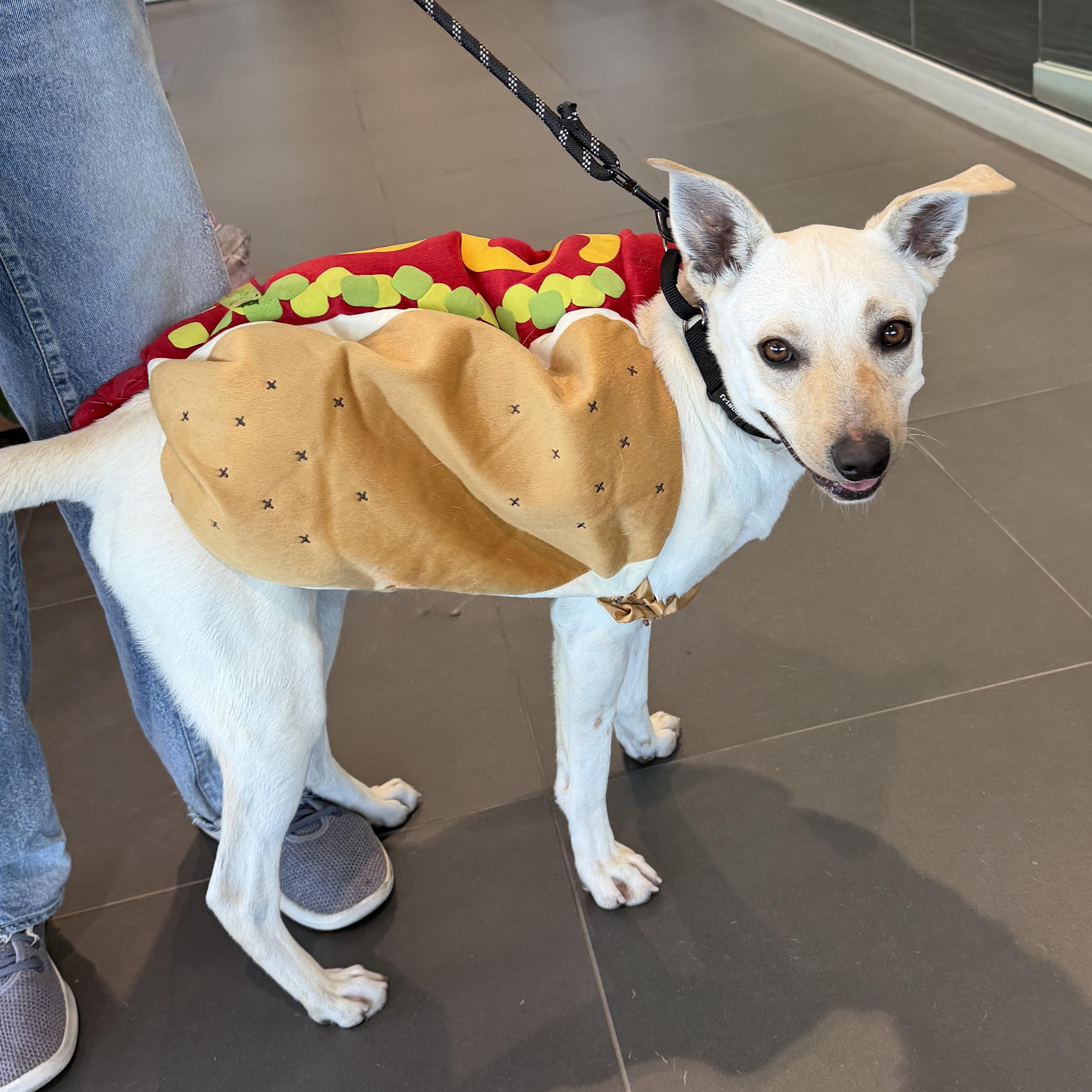 Dusty, a Adoptable mixed breed in Hurricane, UT image 4/6