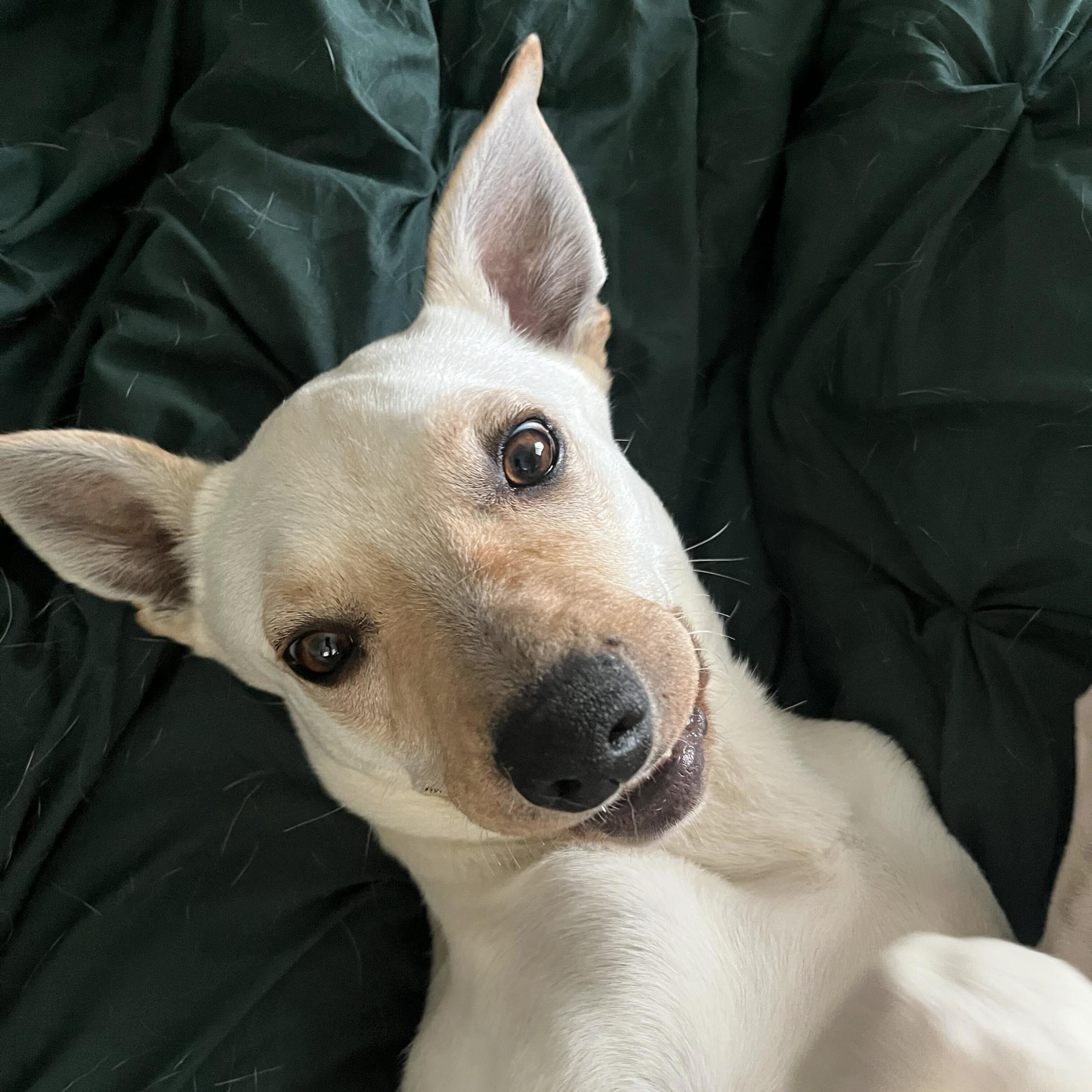 Dusty, a Adoptable mixed breed in Hurricane, UT image 1/6