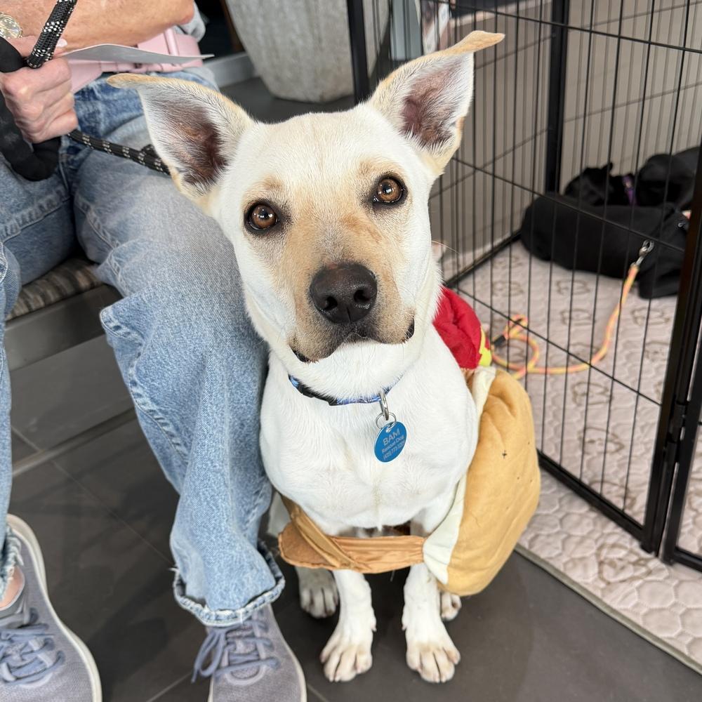 Enlarge Dusty, a Adoptable mixed breed in Hurricane, UT image 6/6