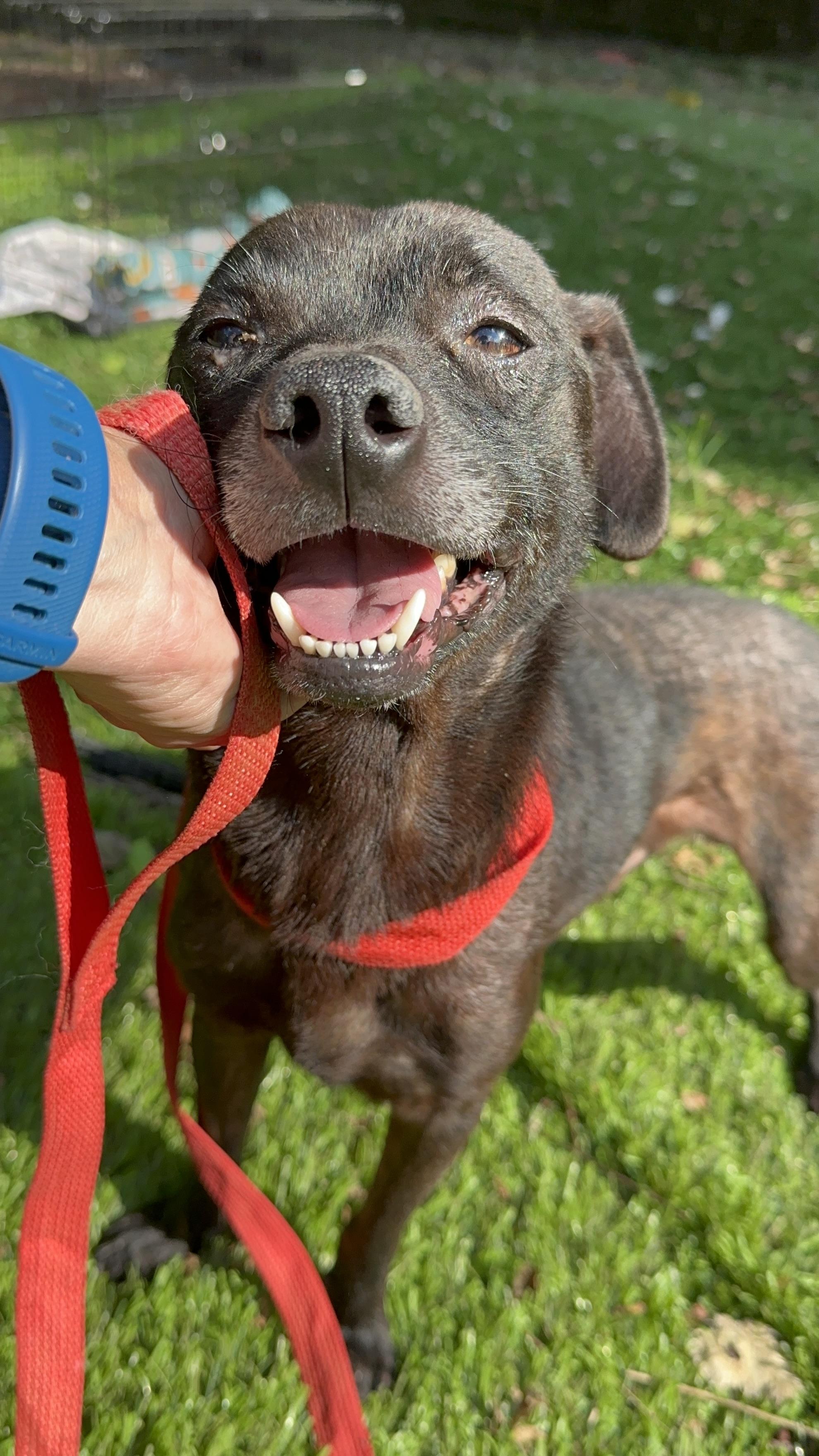 Enlarge Harry, a Adoptable mixed breed in Sherman, CT image 1/6
