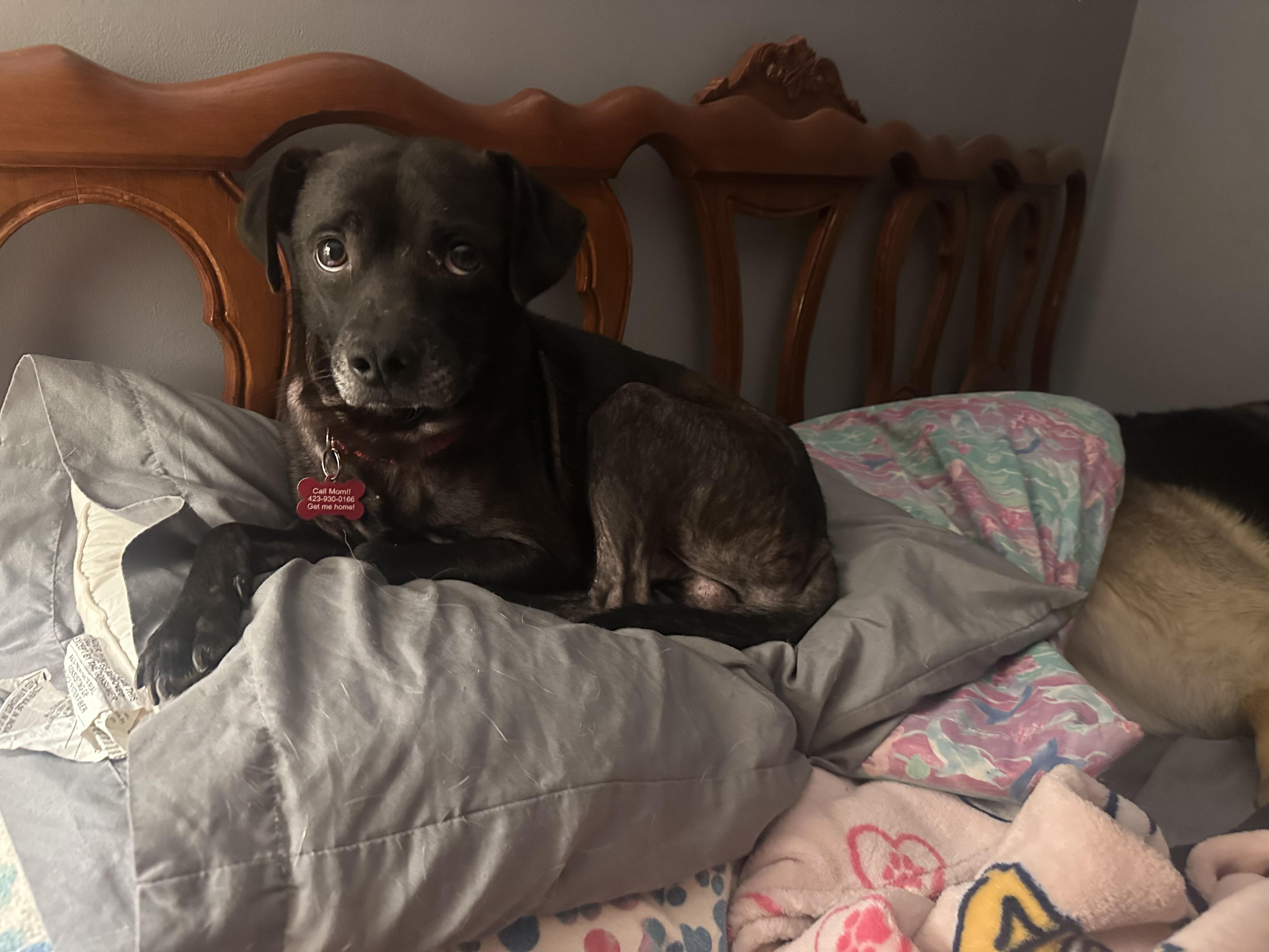 Enlarge Harry, a Adoptable mixed breed in Sherman, CT image 2/6