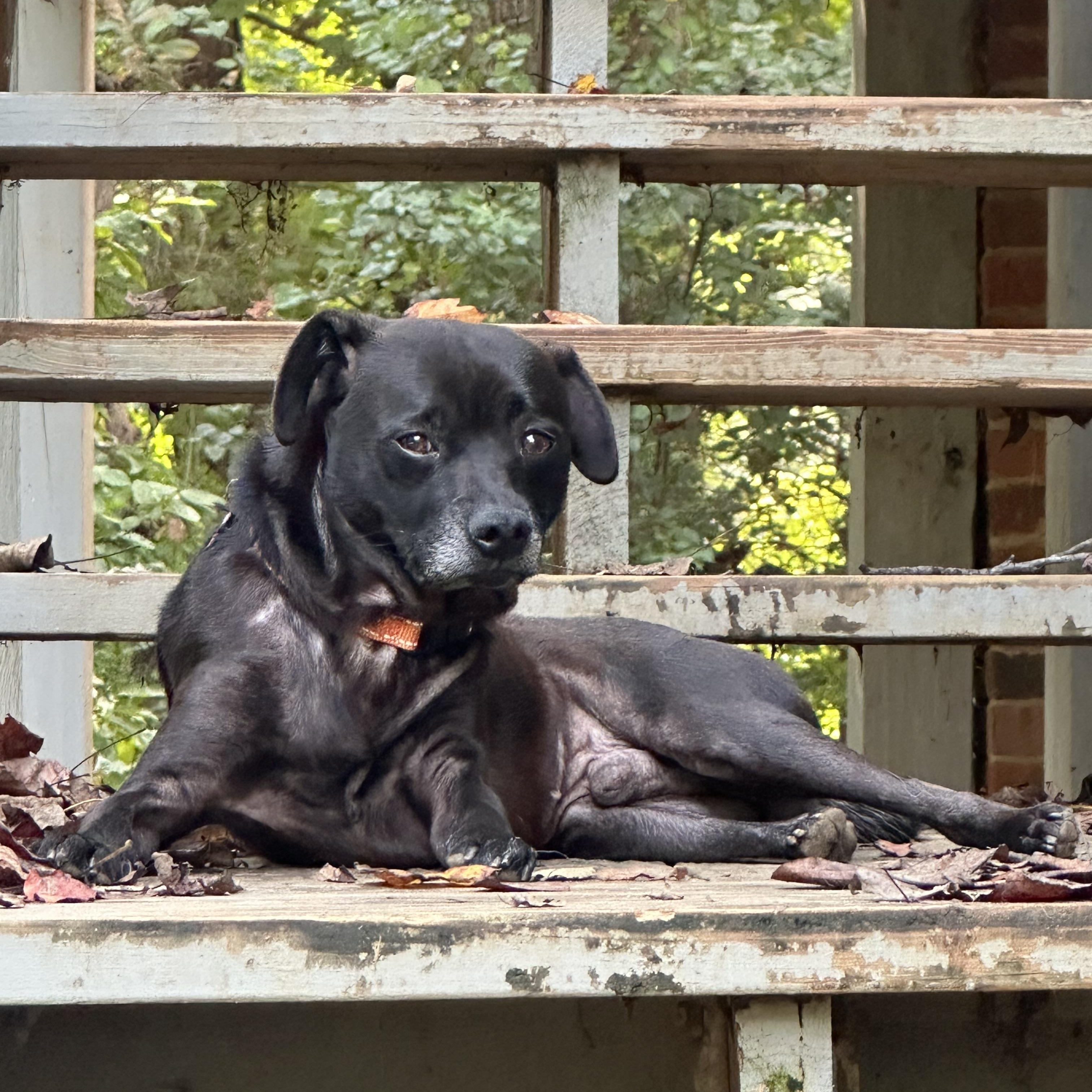 Enlarge Harry, a Adoptable mixed breed in Sherman, CT image 6/6