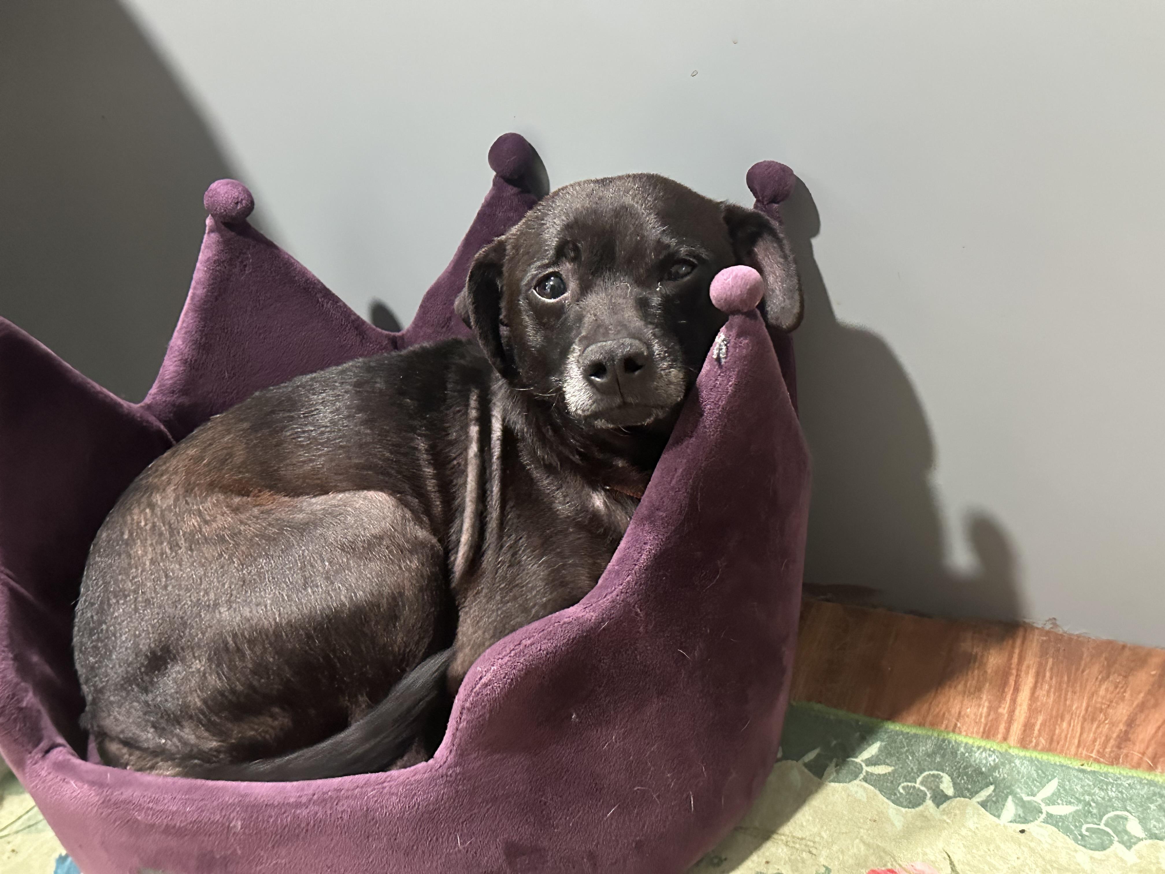 Enlarge Harry, a Adoptable mixed breed in Sherman, CT image 3/6