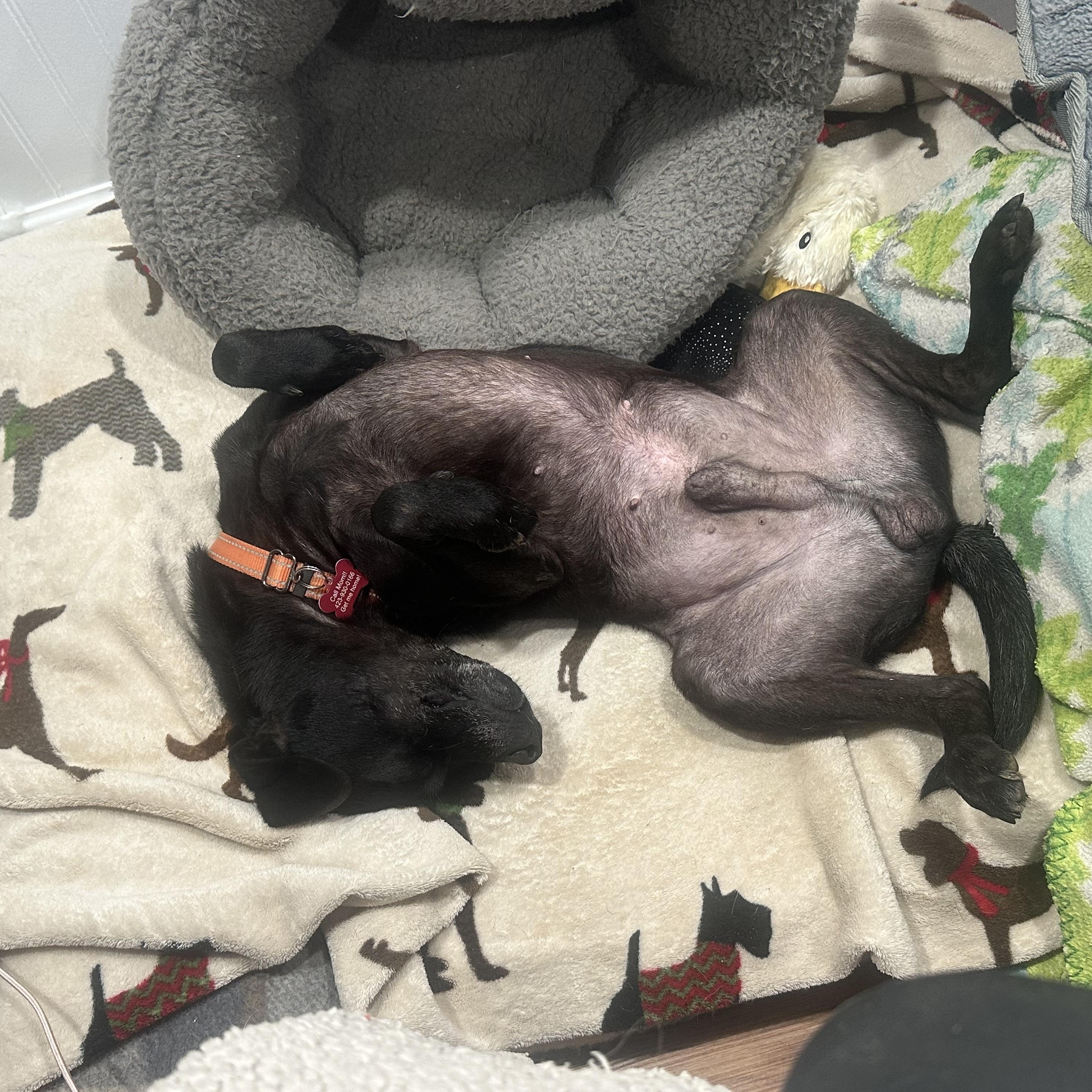 Enlarge Harry, a Adoptable mixed breed in Sherman, CT image 4/6