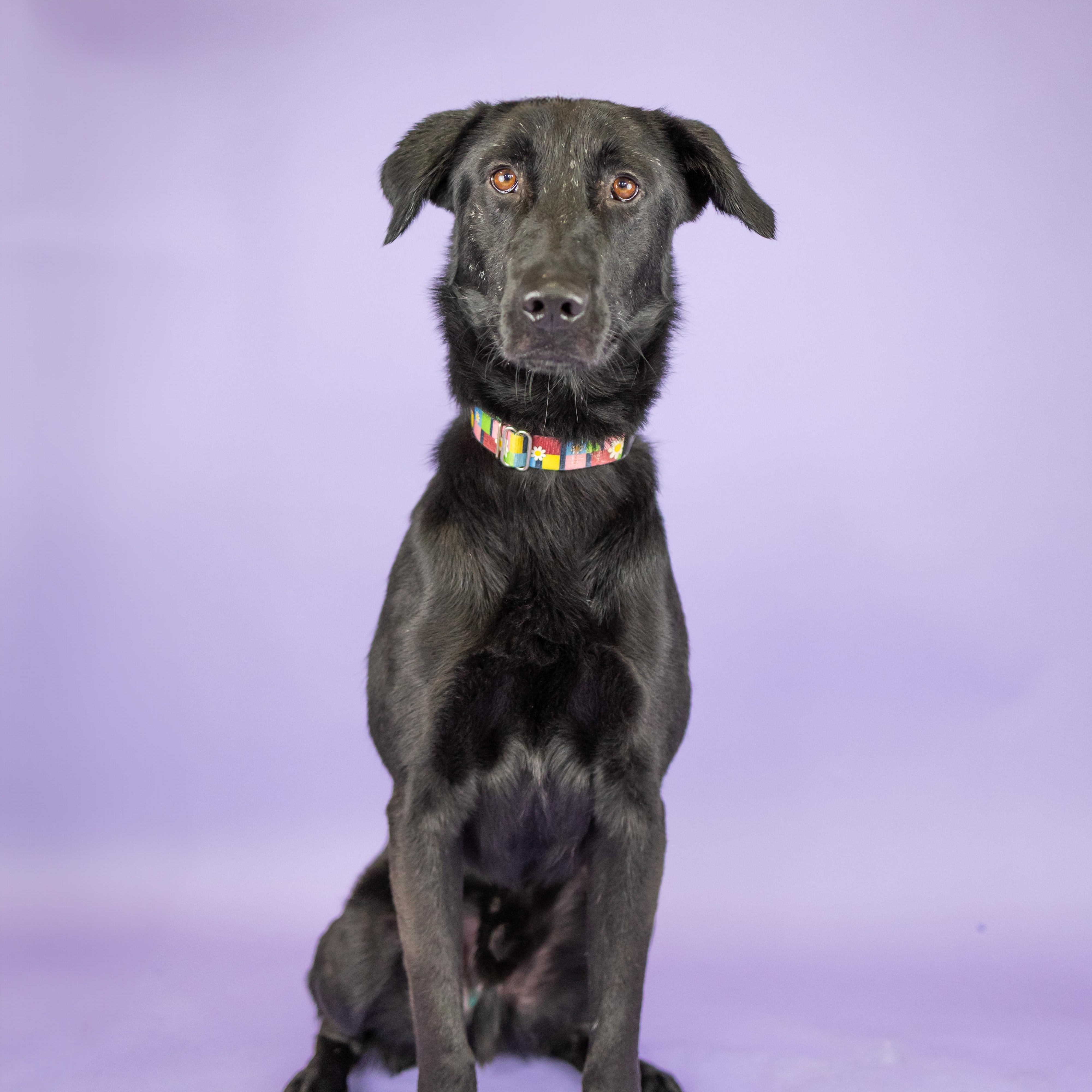 Enlarge Bagel, a Adoptable mixed breed in Portland, OR image 1/2