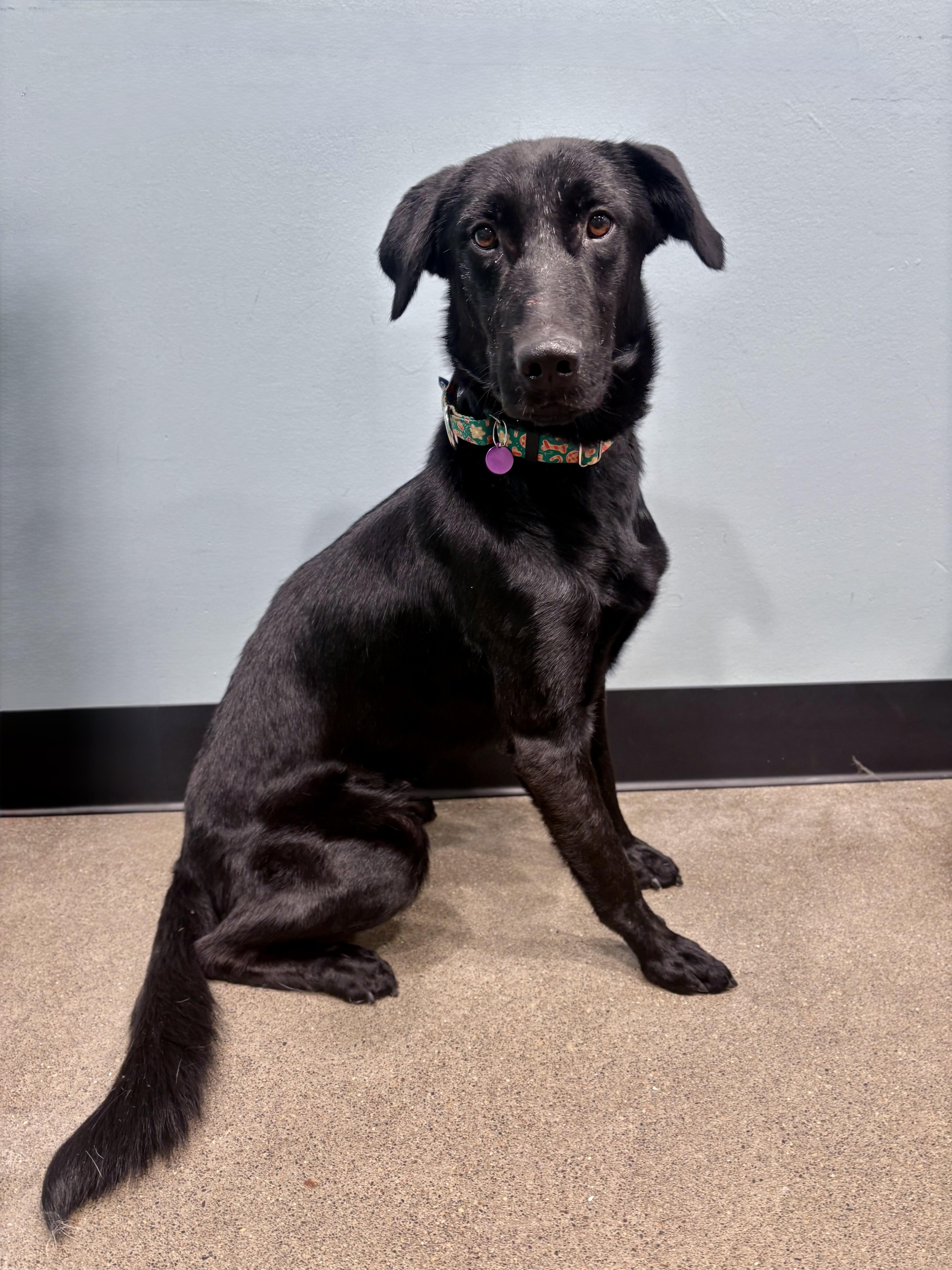 Enlarge Bagel, a Adoptable mixed breed in Portland, OR image 2/2