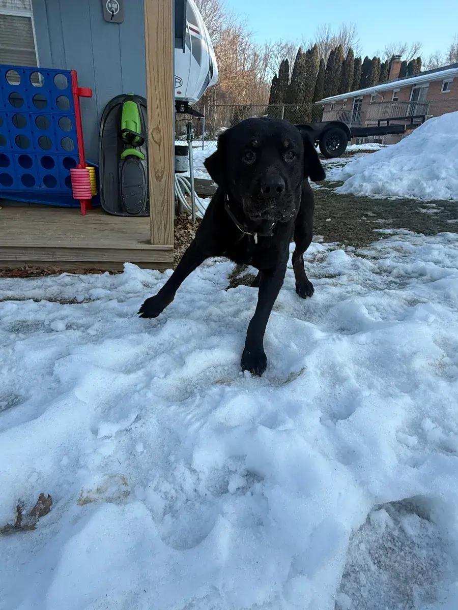Hendrix ( Bonded to Harlee), a ADOPTABLE Rottweiler in Polk, OH image 2/5