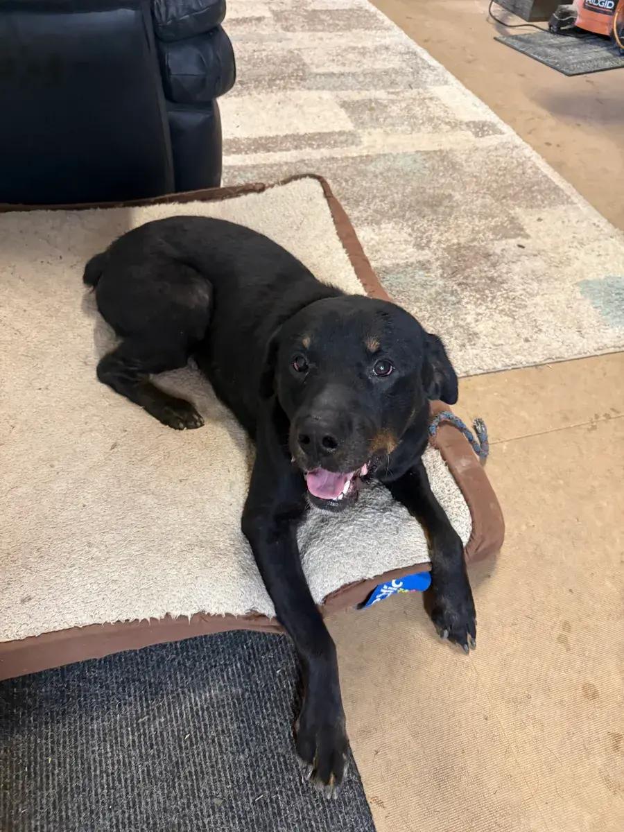 Hendrix ( Bonded to Harlee), a ADOPTABLE Rottweiler in Polk, OH image 5/5