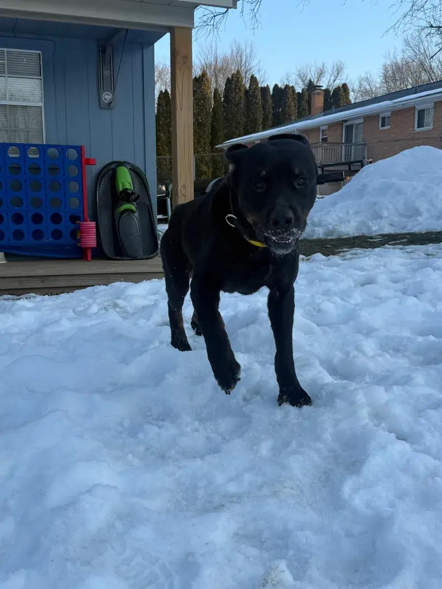 Hendrix ( Bonded to Harlee), a ADOPTABLE Rottweiler in Polk, OH image 1/5