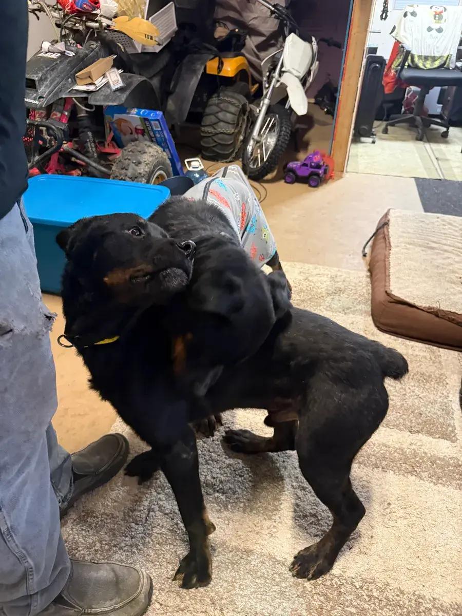 Hendrix ( Bonded to Harlee), a ADOPTABLE Rottweiler in Polk, OH image 3/5