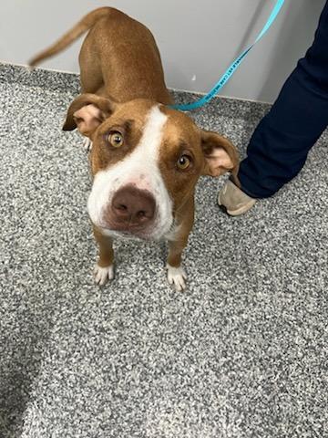 Winnipeg, Adoptable, Young Female Mixed Breed.