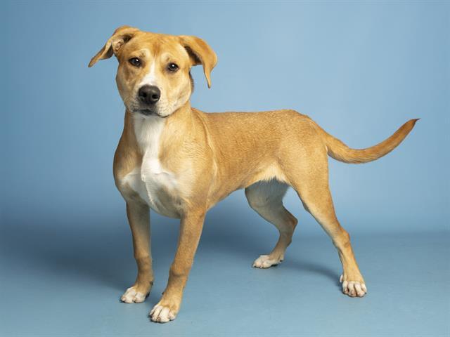 Enlarge BERTA, a Adoptable Pit Bull Terrier in Phoenix, AZ image 1/1