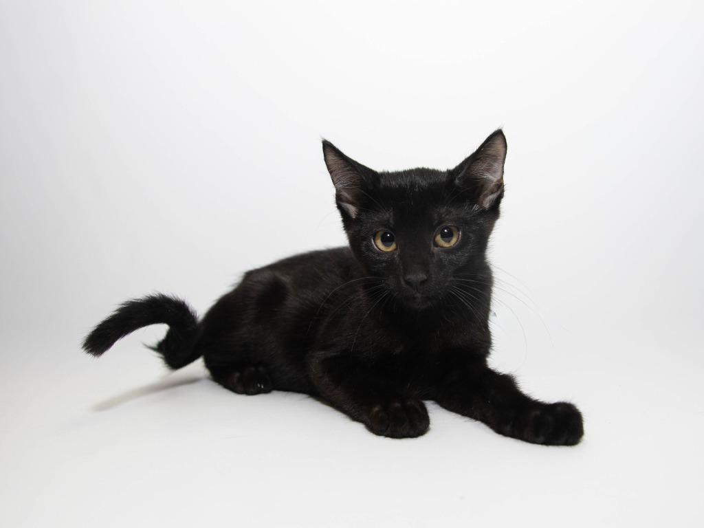 Enlarge Bobbin, a Adoptable mixed breed in Lansing, KS image 1/5