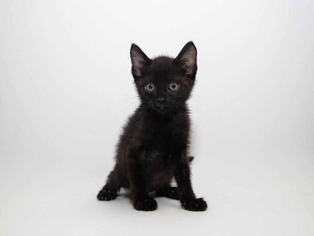 Enlarge Bobbin, a Adoptable mixed breed in Lansing, KS image 2/5
