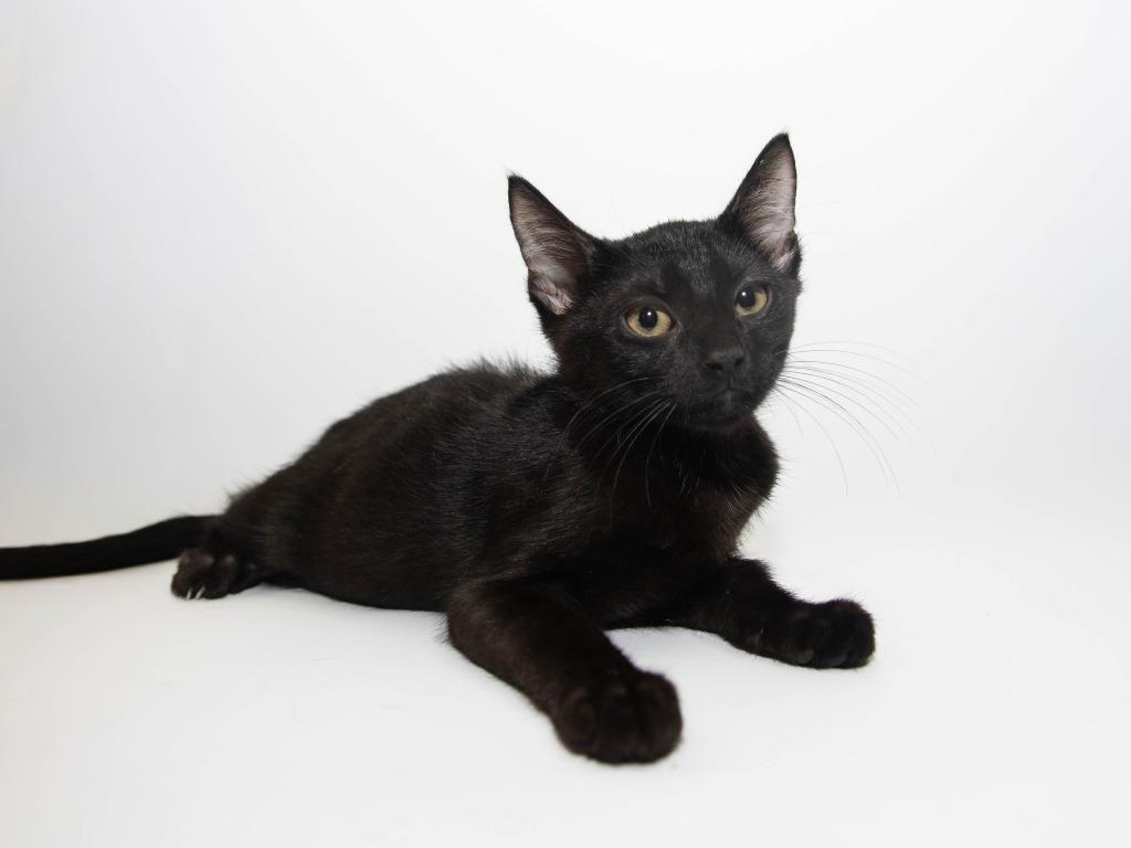 Enlarge Bobbin, a Adoptable mixed breed in Lansing, KS image 3/5