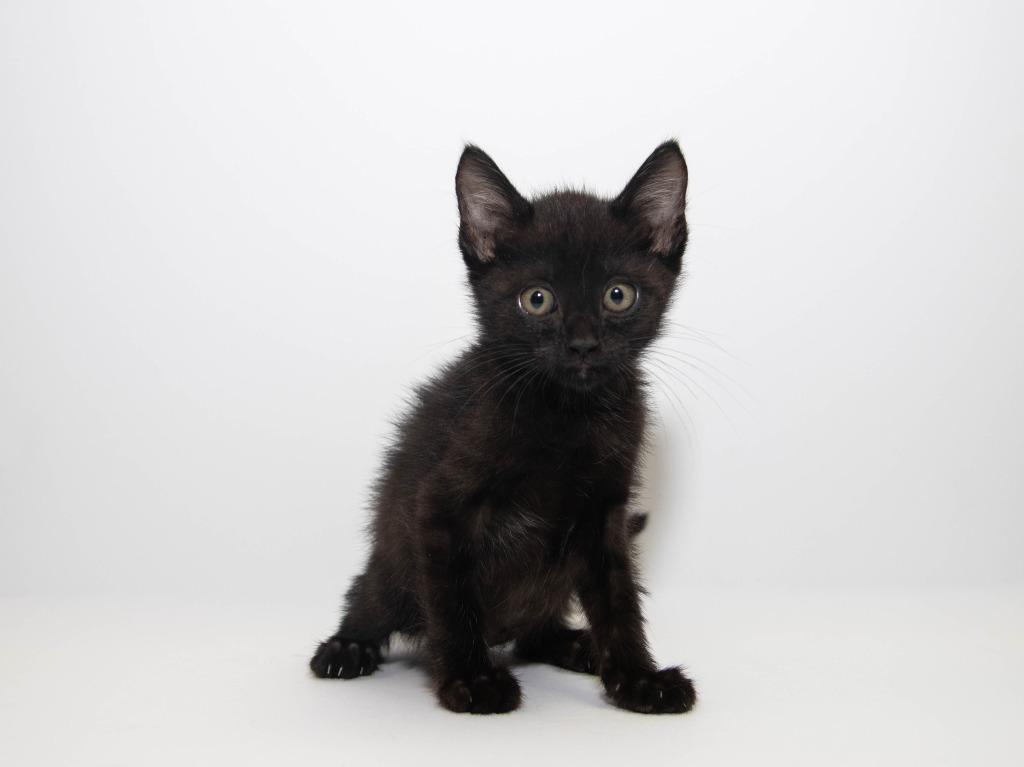 Enlarge Bobbin, a Adoptable mixed breed in Lansing, KS image 4/5