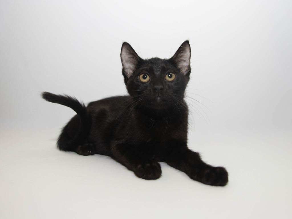 Enlarge Bobbin, a Adoptable mixed breed in Lansing, KS image 5/5