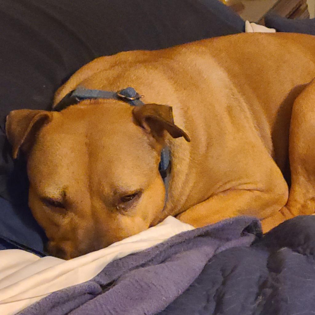 Enlarge Tora, a ADOPTABLE mixed breed in Columbia, MO image 2/2