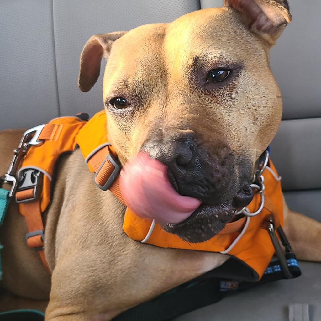 Tora, ADOPTABLE, Adult Female Pit Bull Terrier.