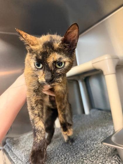 Mavis, Adopted, Adult Female Domestic Short Hair.