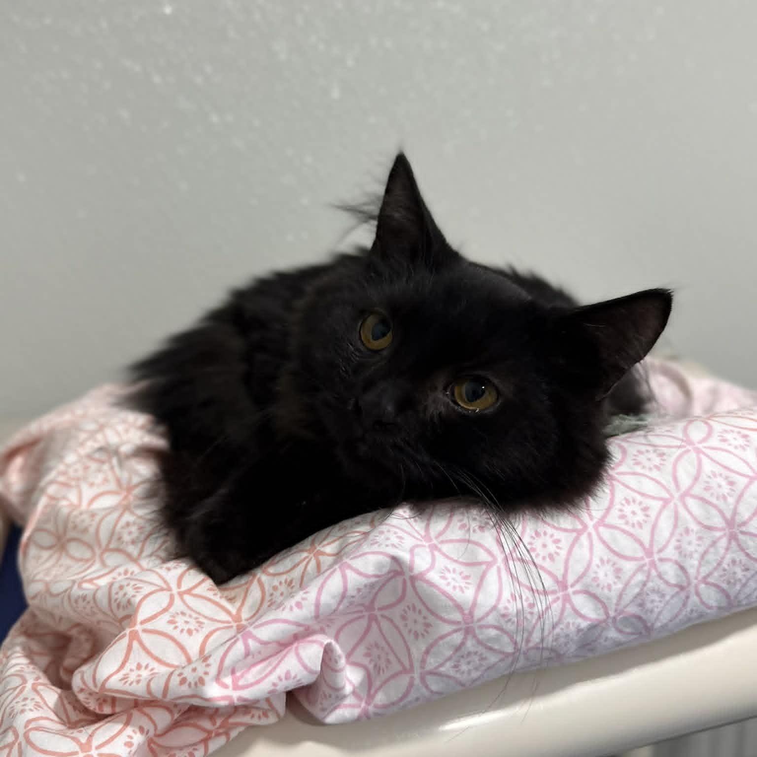 Enlarge Sonic, a ADOPTABLE mixed breed in Penn Yan, NY image 4/4