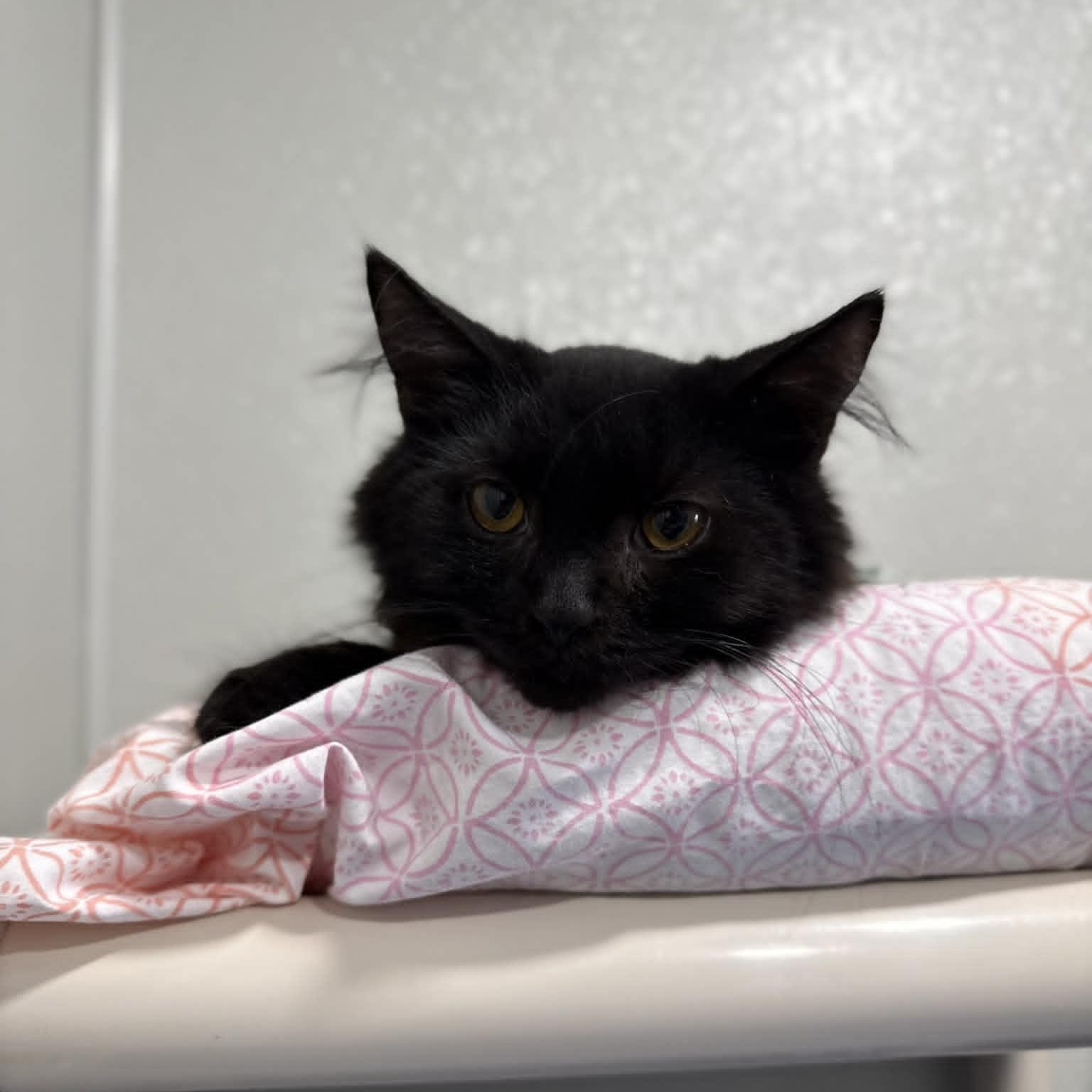Enlarge Sonic, a ADOPTABLE mixed breed in Penn Yan, NY image 2/4