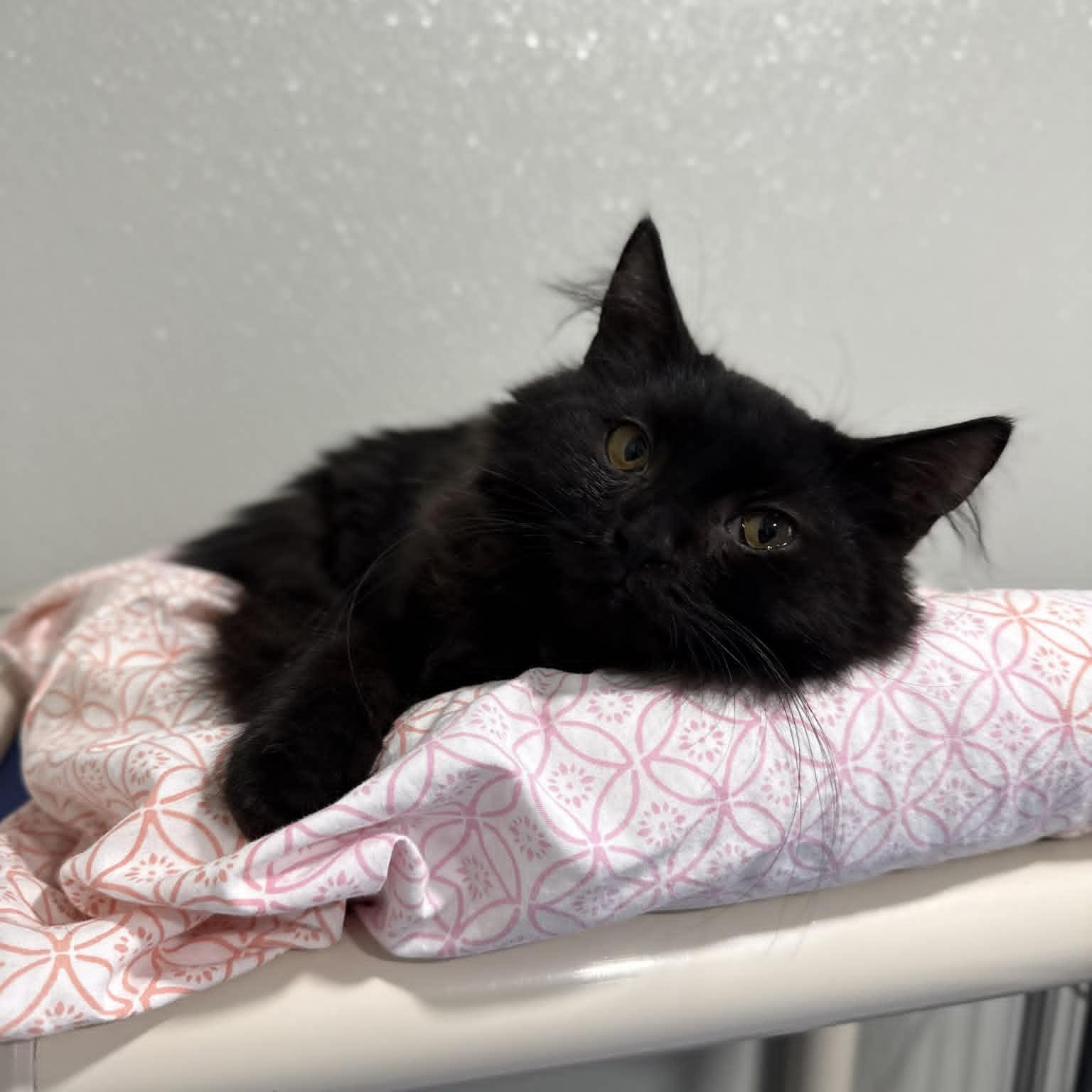 Enlarge Sonic, a ADOPTABLE mixed breed in Penn Yan, NY image 3/4