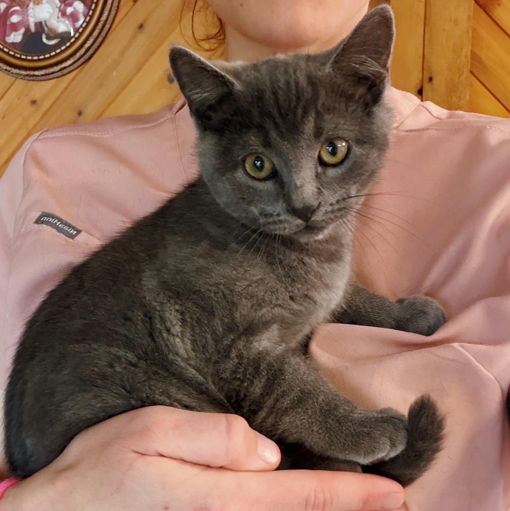 Enlarge Komo and Henry, a ADOPTABLE Domestic Short Hair in Roberts Creek, BC image 3/4