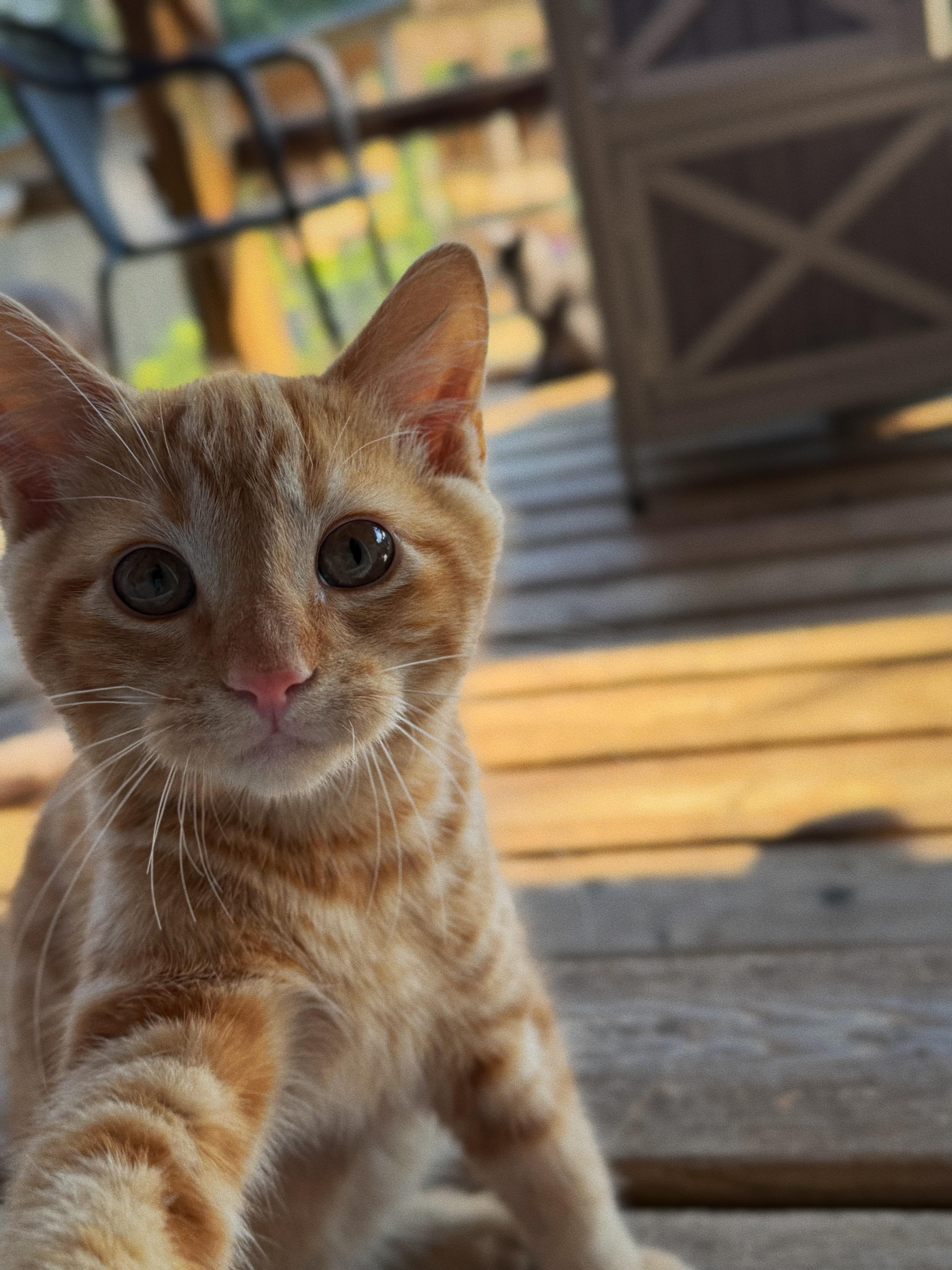 Enlarge Komo and Henry, a ADOPTABLE Domestic Short Hair in Roberts Creek, BC image 2/4