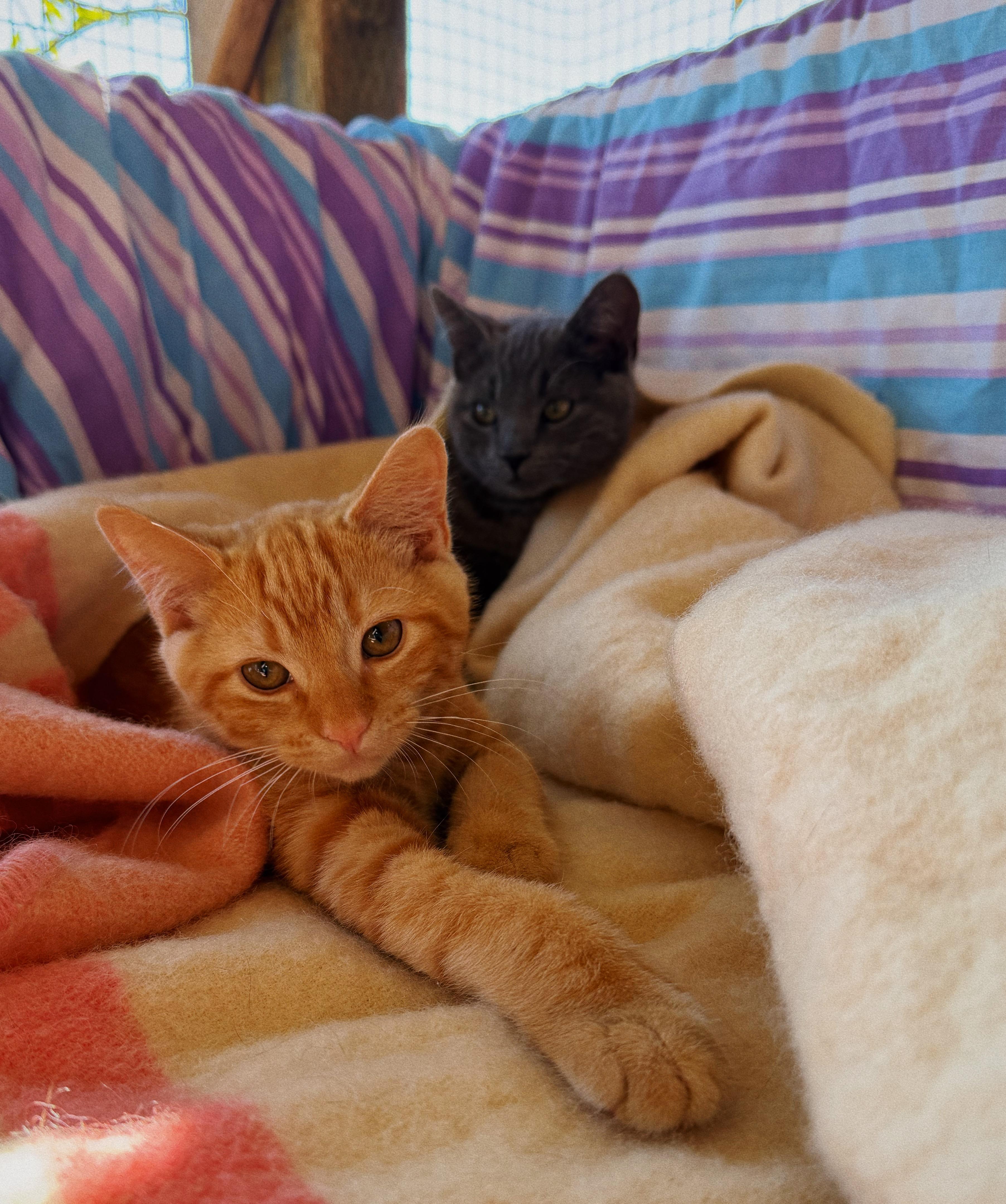 Komo and Henry, ADOPTABLE, Kitten Male Domestic Short Hair.