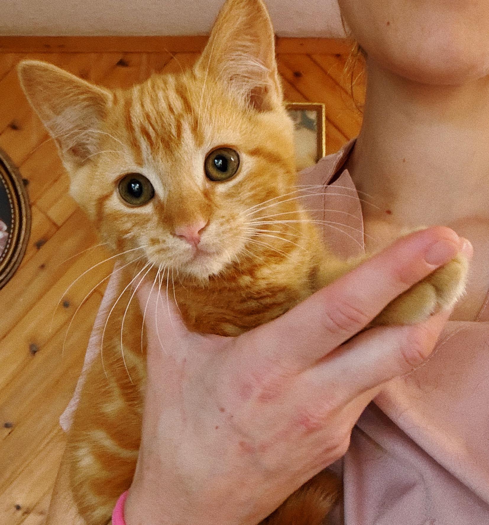 Enlarge Komo and Henry, a ADOPTABLE Domestic Short Hair in Roberts Creek, BC image 4/4