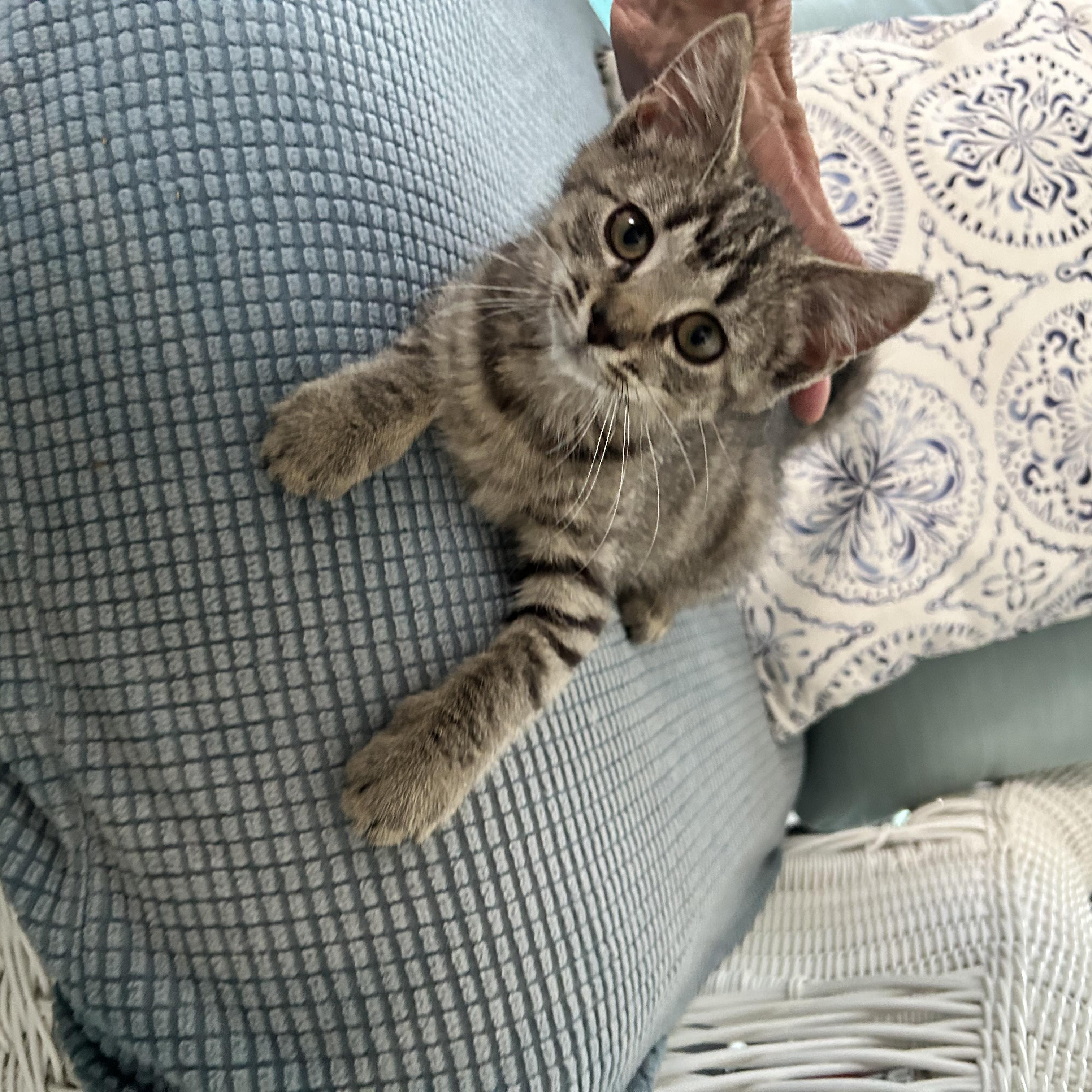 Gillian, Adoptable, Kitten Female Domestic Short Hair.