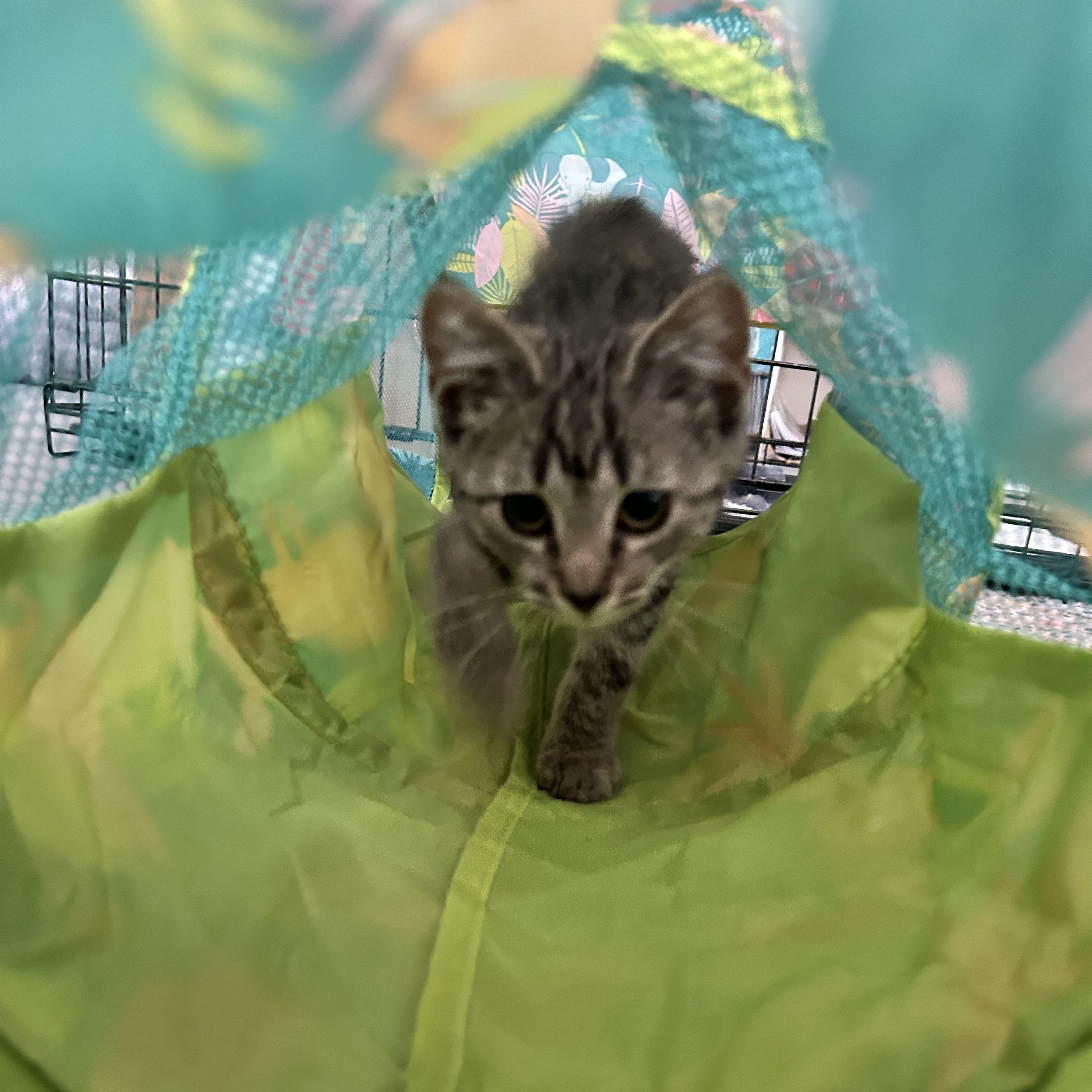 Enlarge Gillian, a Adoptable Domestic Short Hair in Westville, NJ image 3/4
