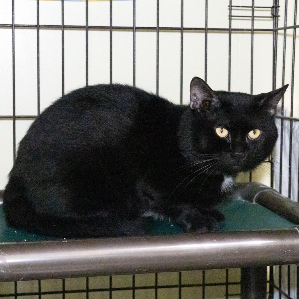 Soot, Adoptable, Adult Male Domestic Short Hair.