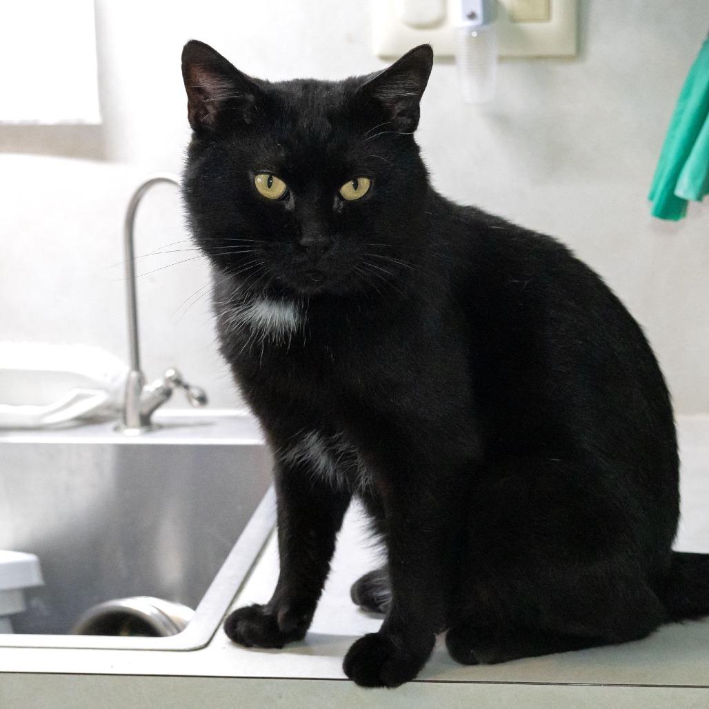 Soot, Adoptable, Adult Male Domestic Short Hair.