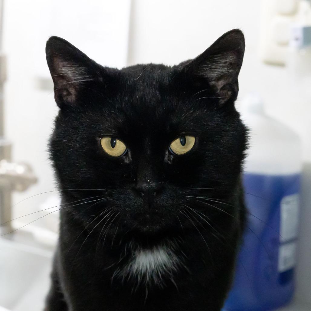 Enlarge Soot, a Adoptable Domestic Short Hair in McKean, PA image 2/5