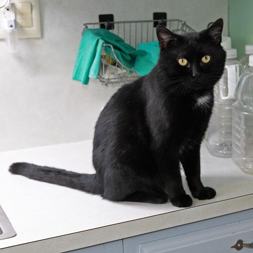 Enlarge Soot, a Adoptable Domestic Short Hair in McKean, PA image 3/5