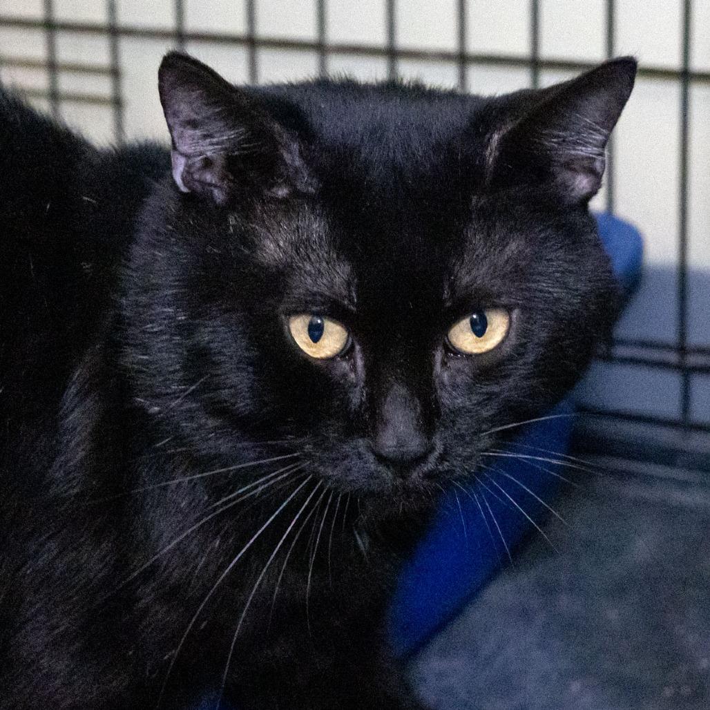 Enlarge Soot, a Adoptable Domestic Short Hair in McKean, PA image 4/5