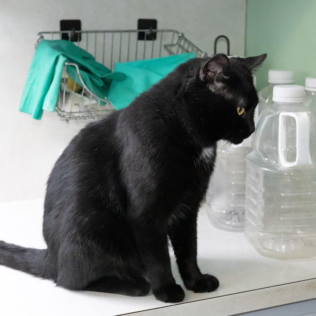 Enlarge Soot, a Adoptable Domestic Short Hair in McKean, PA image 5/5
