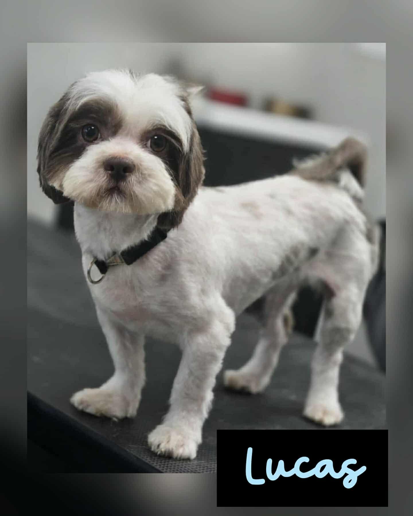 Enlarge LUCAS, an adopted Shih Tzu in Richmond, TX image 1/4