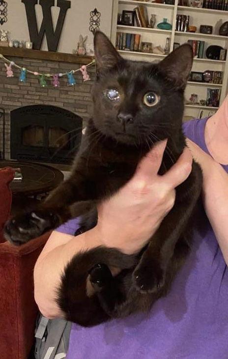 Mad Eye Meowdy, a Adoptable Domestic Short Hair in Camden, SC image 3/3