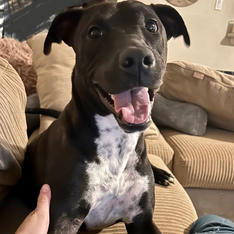 Shadow-Chaser WV11587-T, Adoptable, Adult Male Labrador Retriever.