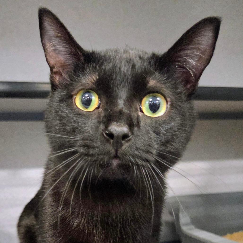 Pete, Adoptable, Young Male Domestic Short Hair & Domestic Short Hair.