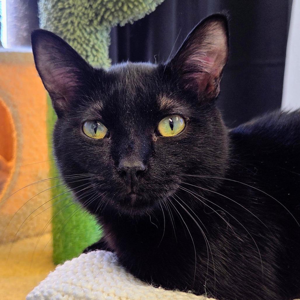 Enlarge Pete, a Adoptable mixed breed in Sheridan, WY image 2/3