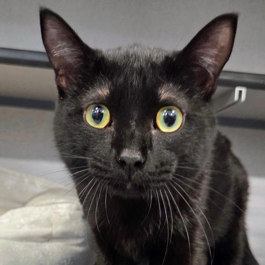 Enlarge Pete, a Adoptable mixed breed in Sheridan, WY image 3/3