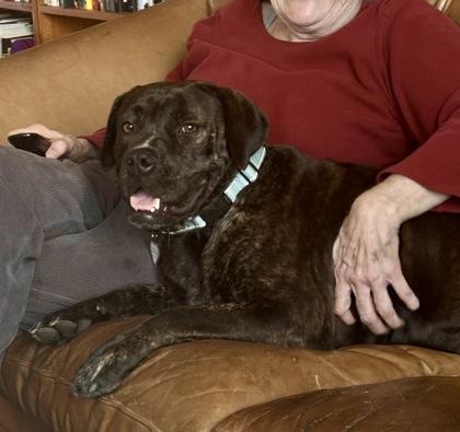 Buella, Adoptable, Adult Female Boxer & Mixed Breed.