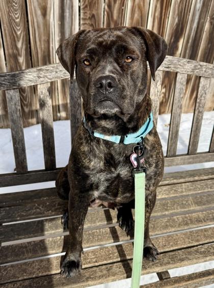 Buella, a Adoptable mixed breed in Washington, DC image 2/3