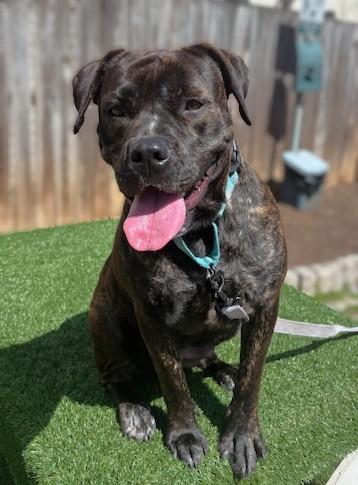 Buella, a Adoptable mixed breed in Washington, DC image 3/3