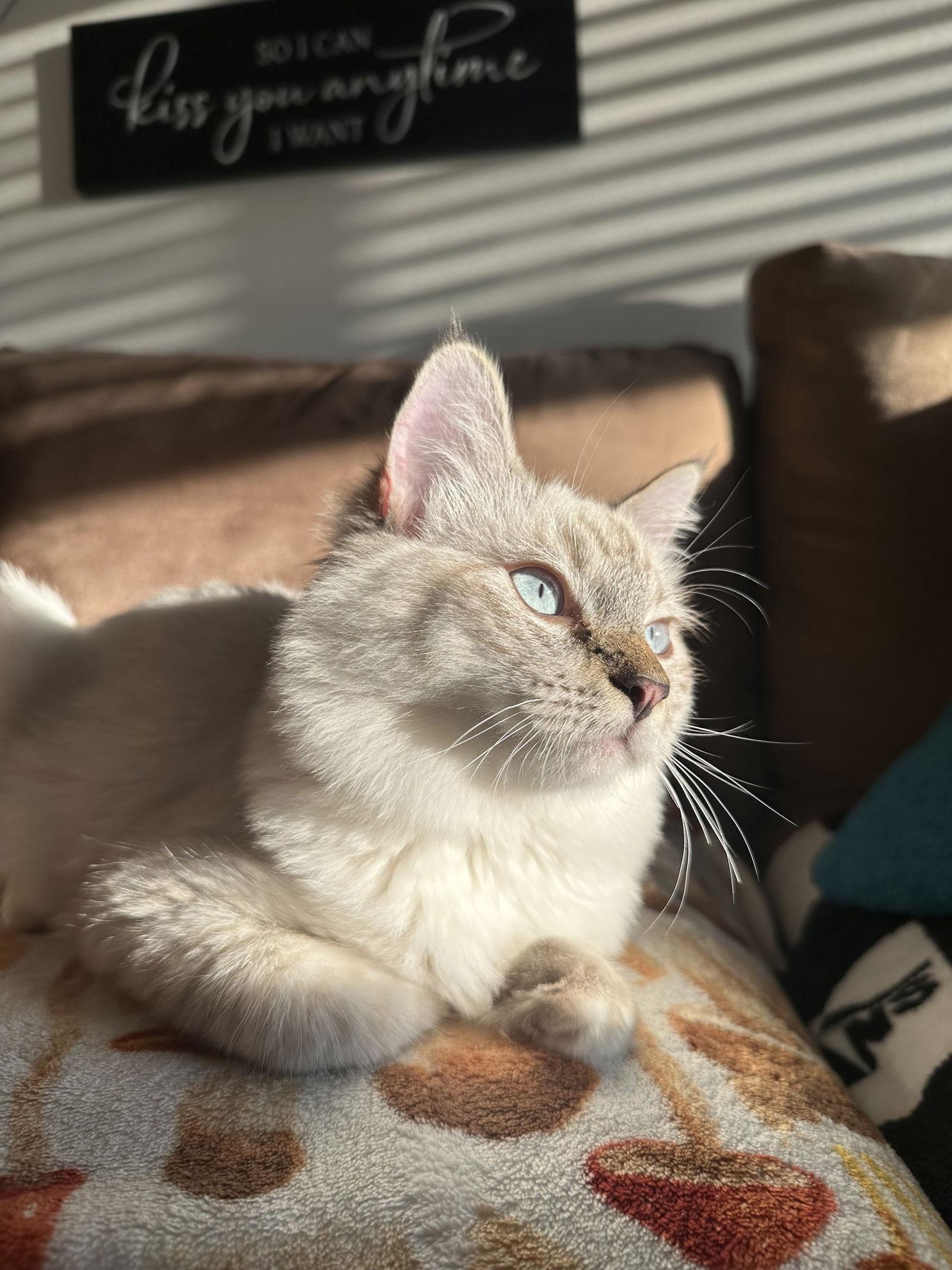 Blue ( Nicole ), Adopted, Young Male Siamese.