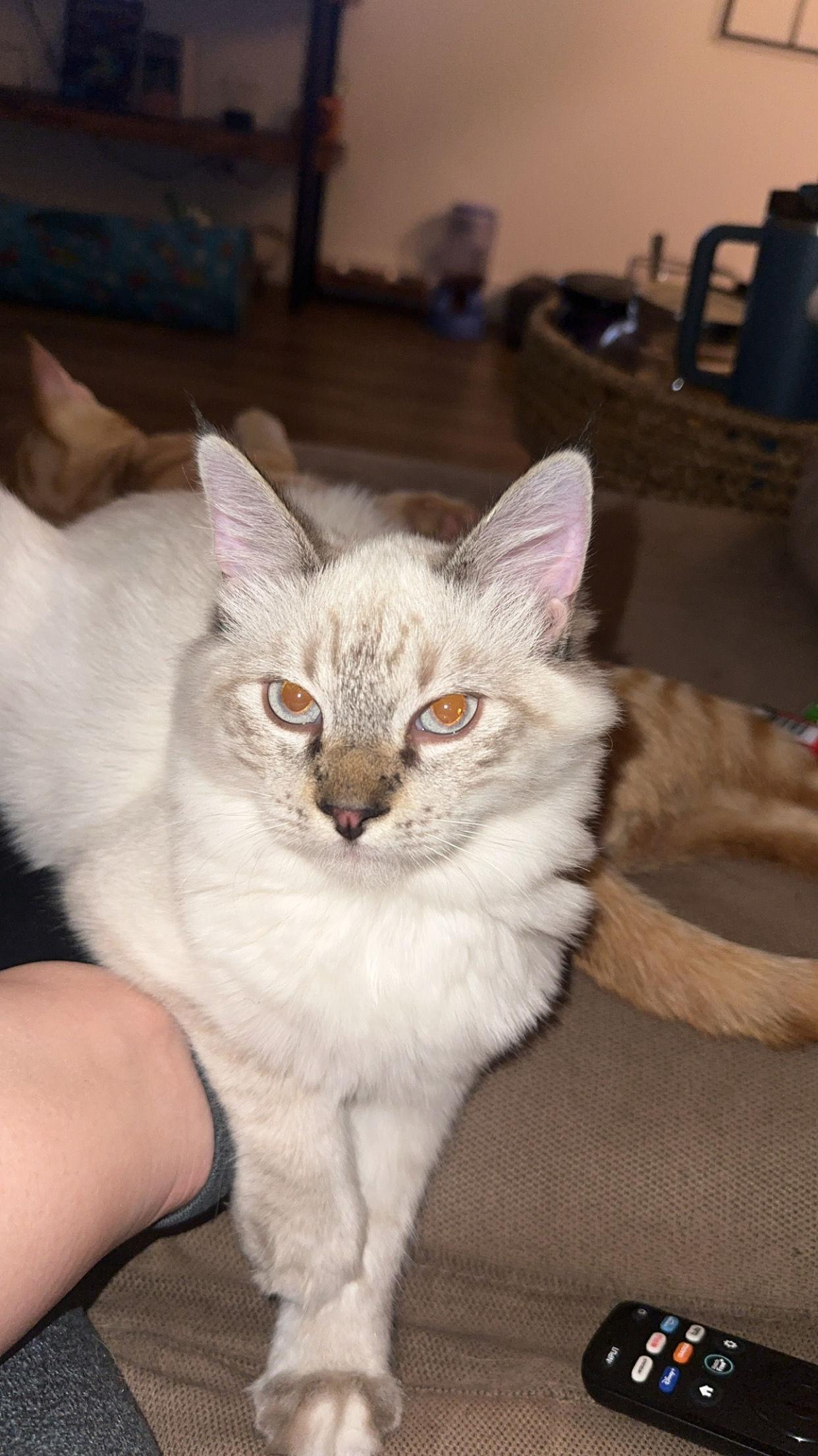 Enlarge Blue ( Nicole ), a Adopted Siamese in Vacaville, CA image 3/3